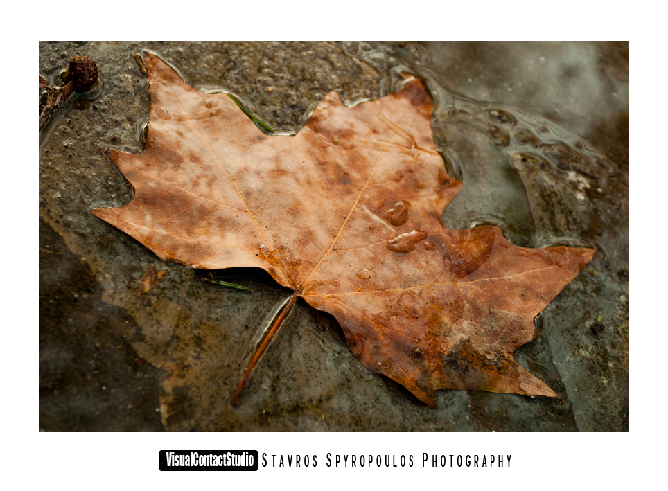 Dirty leaves and dirty ground 2