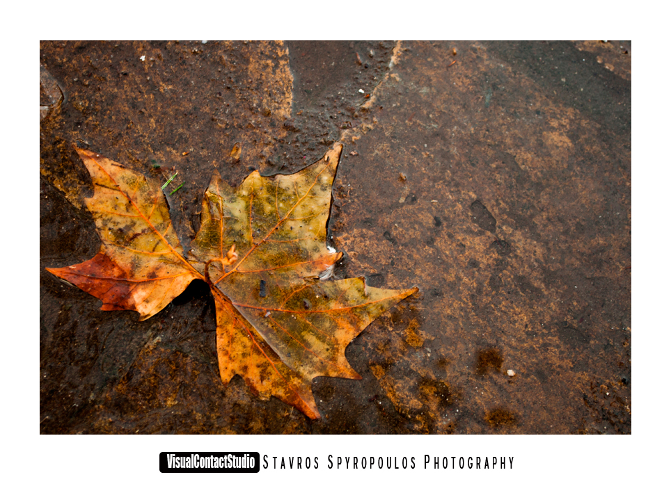 Dirty leaves and dirty ground