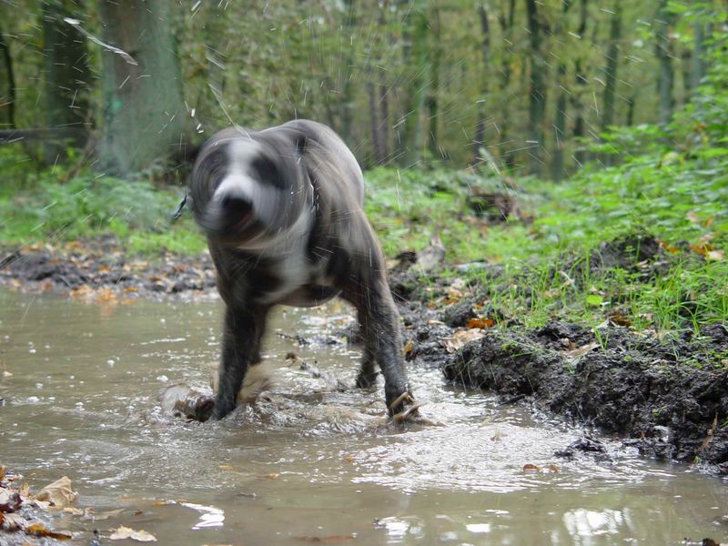 Dirty Water AND A Dog