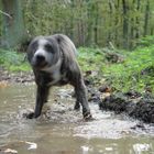 Dirty Water AND A Dog