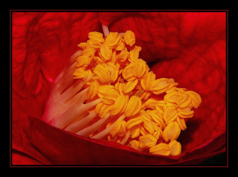 " Dis maman pourquoi les fleurs elles ont plein de "zizis" ?? "