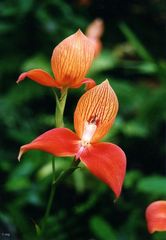 Disa sp.