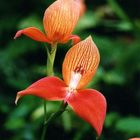 Disa sp.