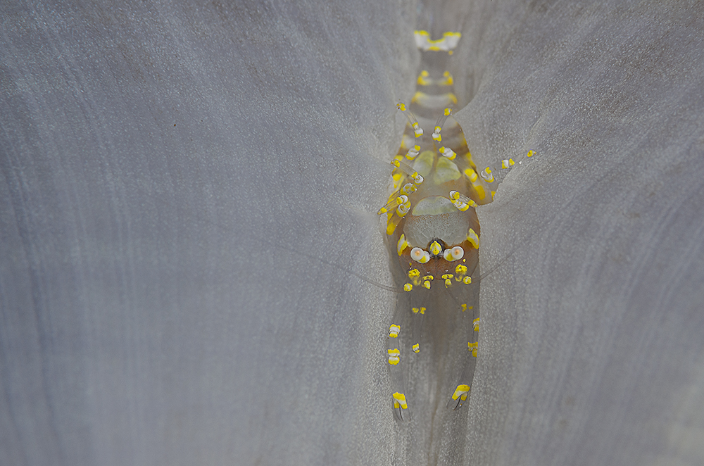 Disc Anemone Shrimp (Pliopontonia furtiva)