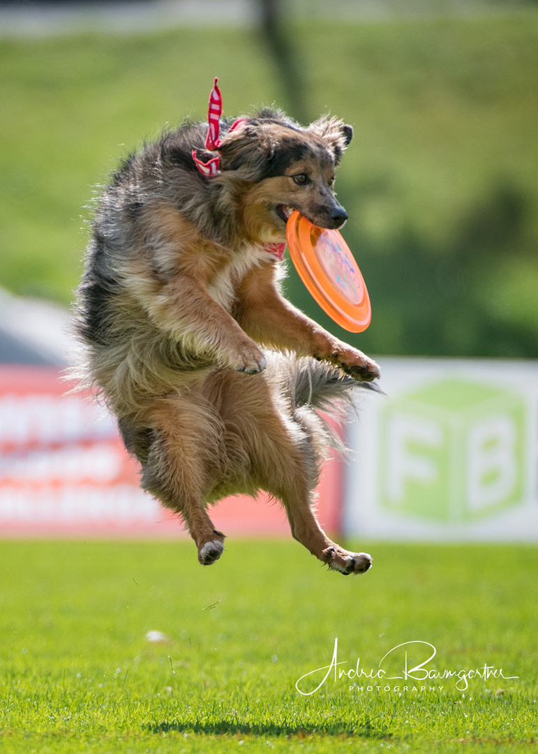 Disc Dog