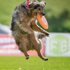 Disc Dog