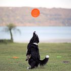 Disc Dog