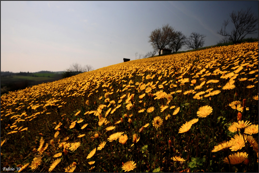 Discesa in giallo (2)