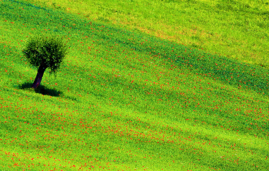 Discesa libera fra i papaveri.