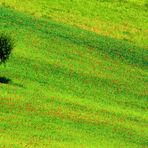 Discesa libera fra i papaveri.