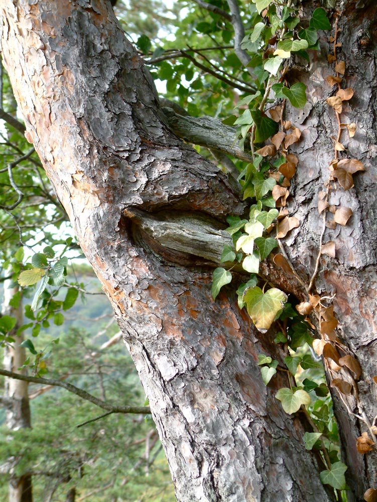 Disclosure im Wald