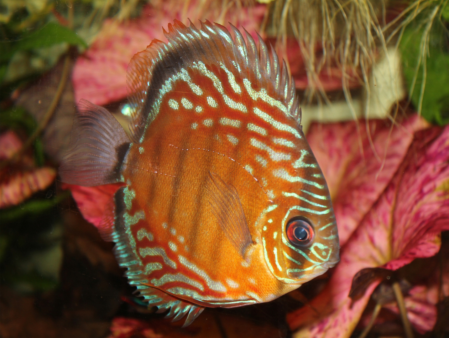 Disco Discus