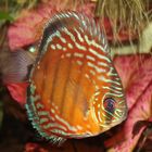 Disco Discus