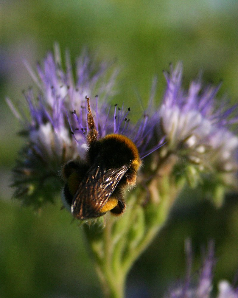 Disco-Hummel