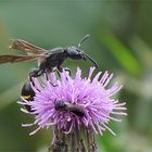  Discoelius zonalis