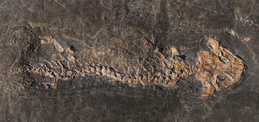 Discosauricus pulcherimum