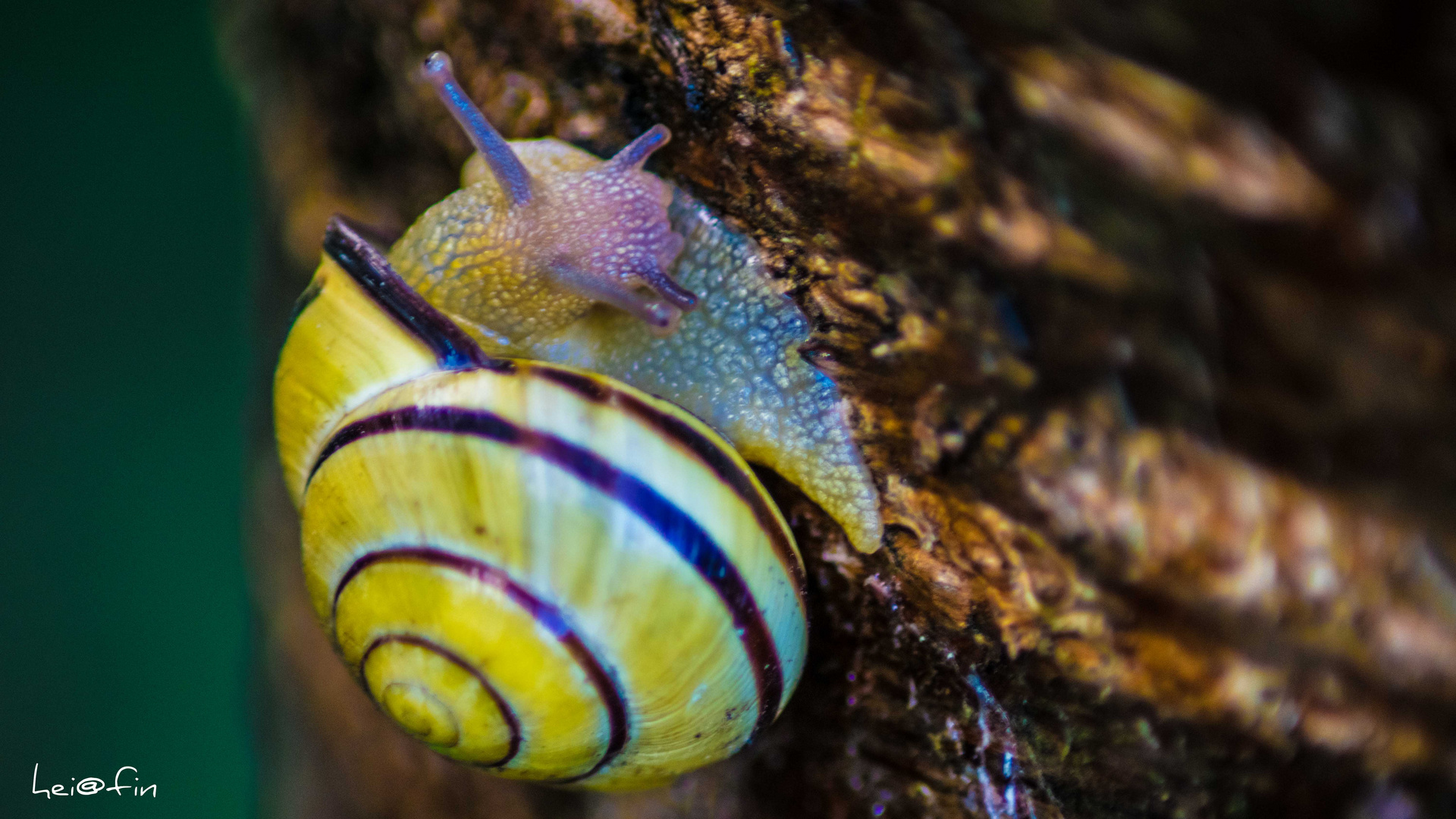 Discoschnecke