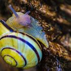 Discoschnecke