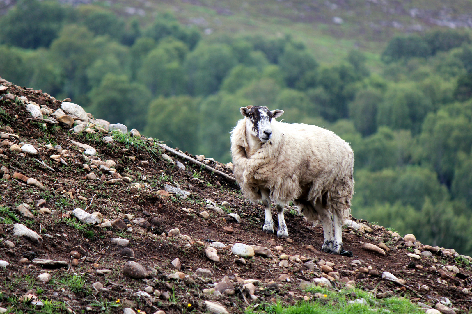 Discover my Scotland - Part 21: Blackface in den Highlands