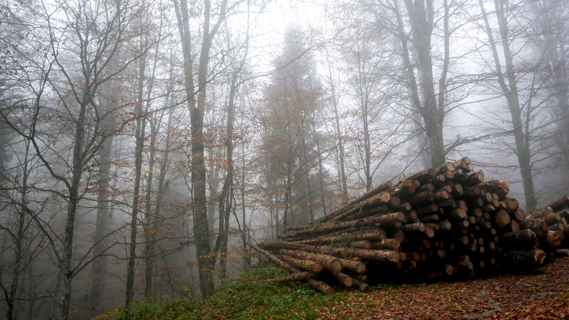 DISCOVER THE FOREST-10-WITH LUMIX GX7-CANSIGLIO/VENETO-ITALIA