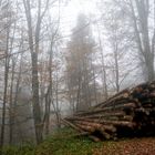 DISCOVER THE FOREST-10-WITH LUMIX GX7-CANSIGLIO/VENETO-ITALIA