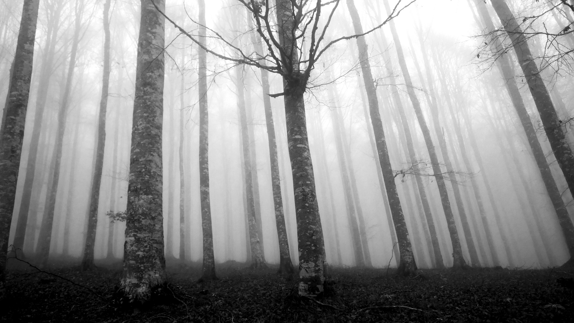 DISCOVER THE FOREST-11-WITH LUMIX GX7-B&W-CANSIGLIO/VENETO-ITALIA