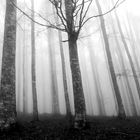 DISCOVER THE FOREST-11-WITH LUMIX GX7-B&W-CANSIGLIO/VENETO-ITALIA