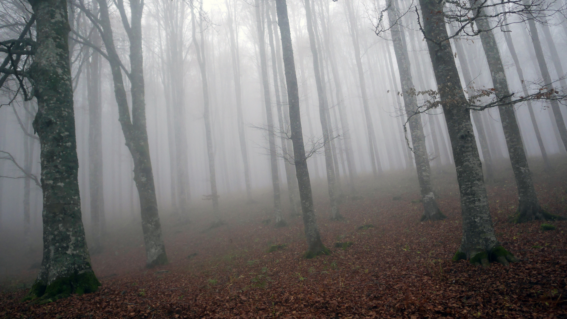 DISCOVER THE FOREST-15-WITH LUMIX GX7-CANSIGLIO/VENETO-ITALIA