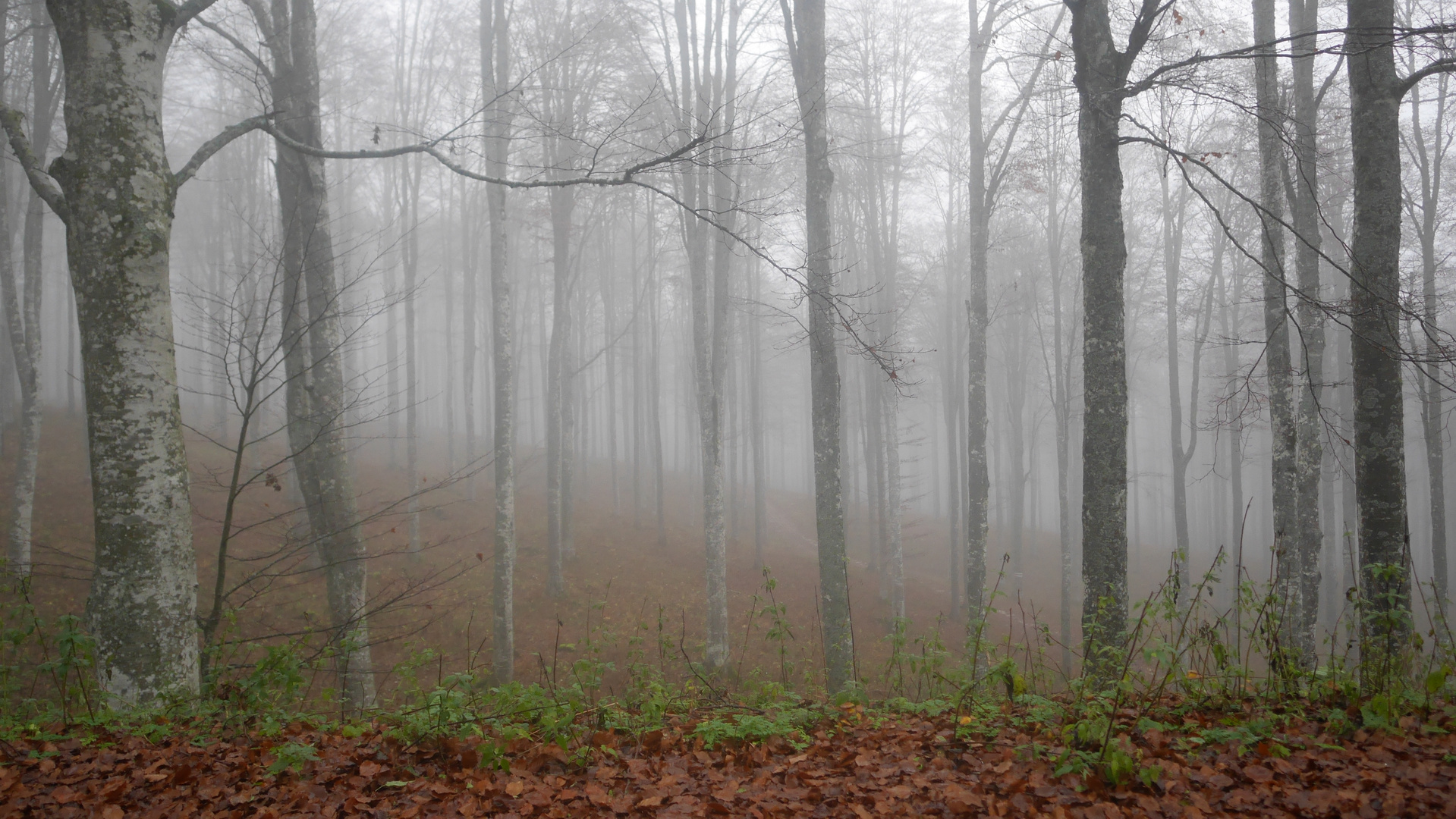 DISCOVER THE FOREST 2-WITH LUMIX GX7-CANSIGLIO/VENETO-ITALIA