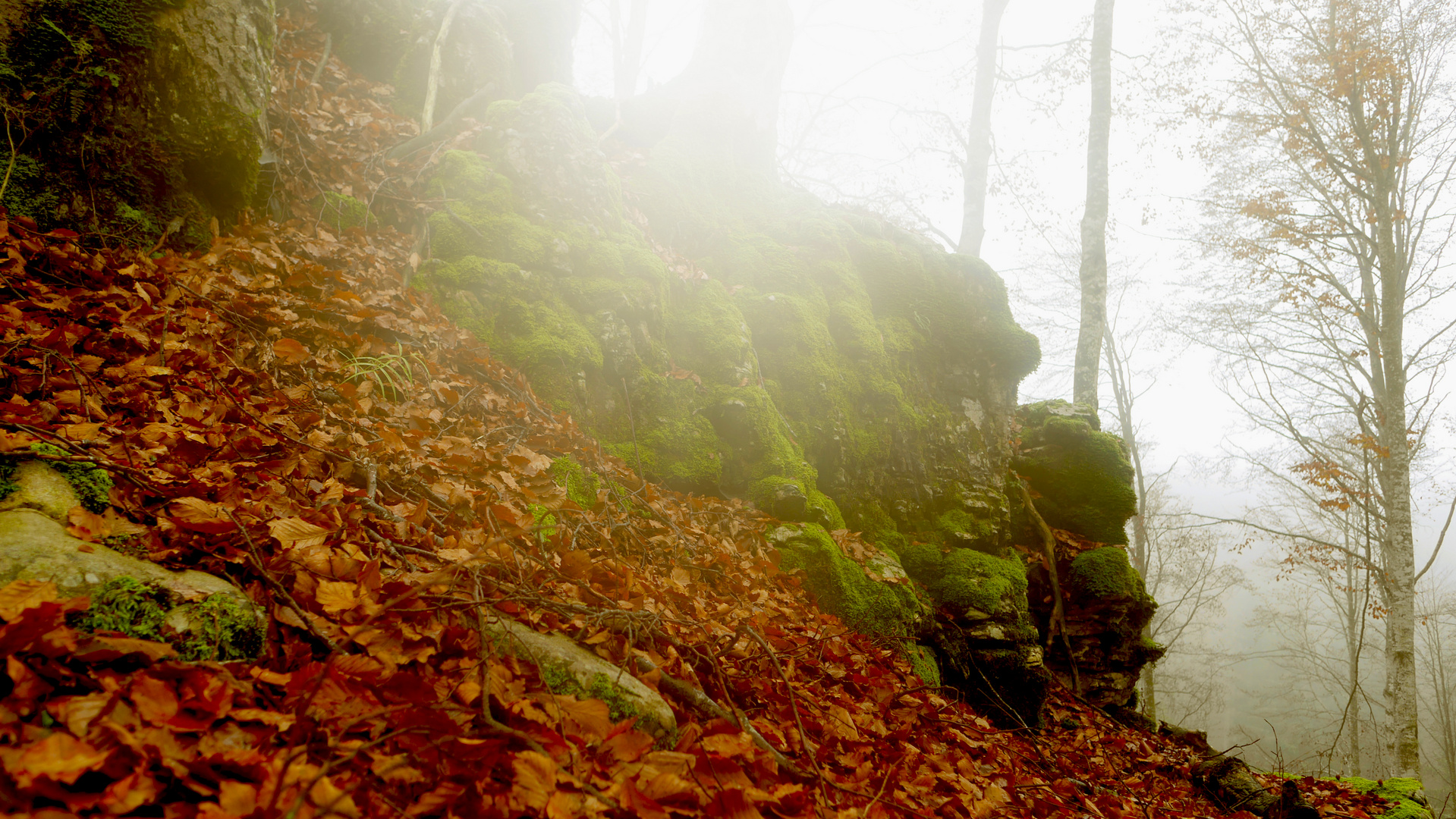 DISCOVER THE FOREST-3-WITH LUMIX GX7-CANSIGLIO/VENETO-ITALIA