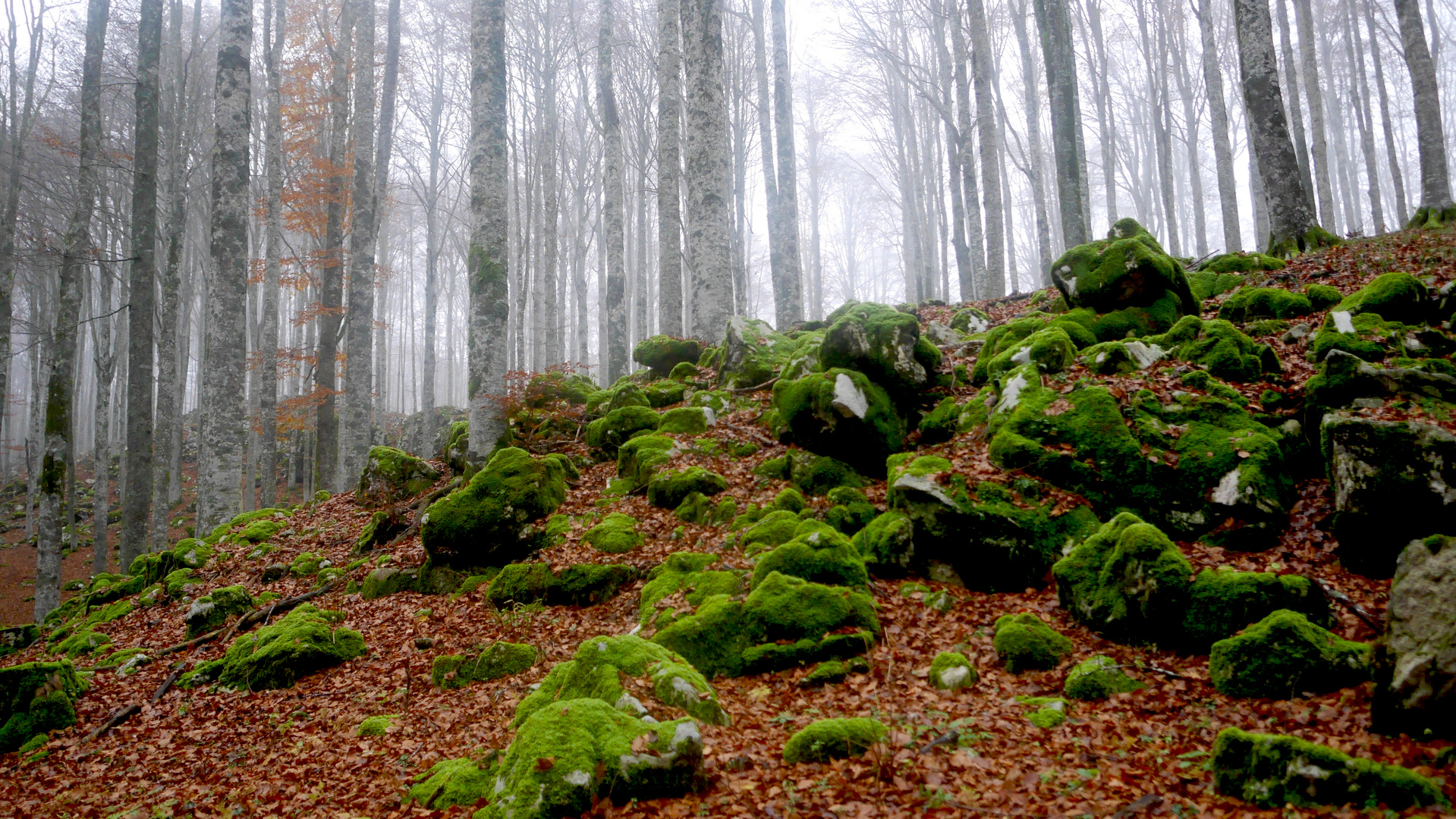 DISCOVER THE FOREST-5-WITH LUMIX GX7-CANSIGLIO/VENETO-ITALIA