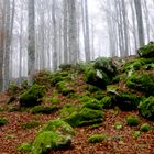 DISCOVER THE FOREST-5-WITH LUMIX GX7-CANSIGLIO/VENETO-ITALIA