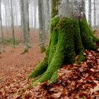 DISCOVER THE FOREST-6-WITH LUMIX GX7-CANSIGLIO/VENETO-ITALIA