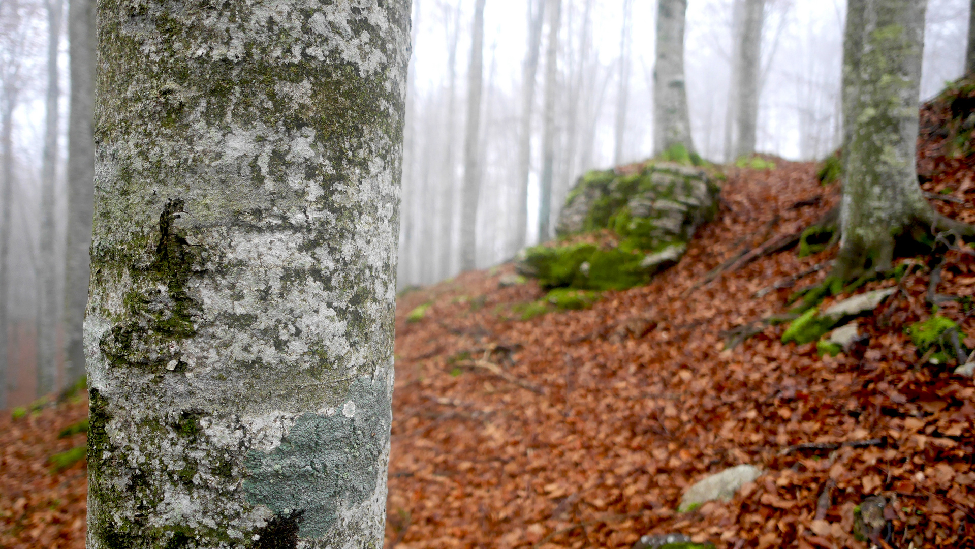 DISCOVER THE FOREST-7-WITH LUMIX GX7-CANSIGLIO/VENETO-ITALIA