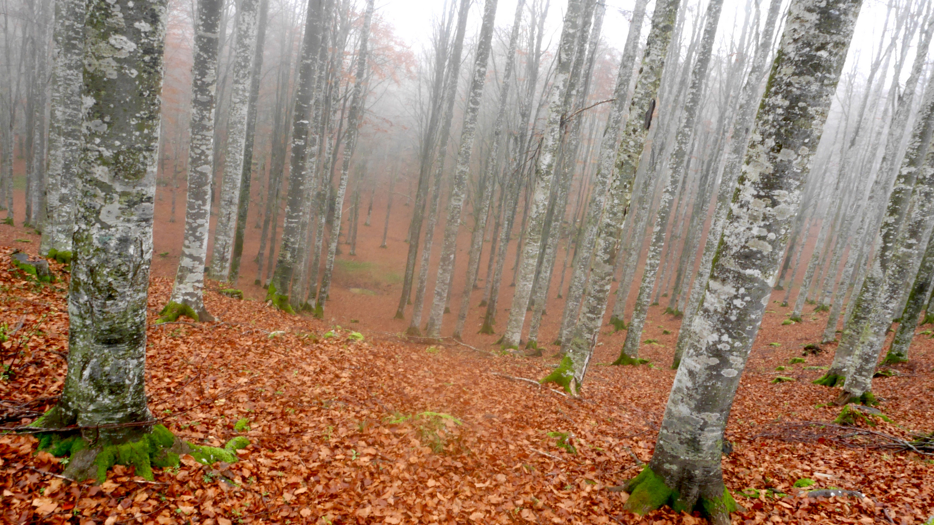 DISCOVER THE FOREST-8-WITH LUMIX GX7-CANSIGLIO/VENETO-ITALIA