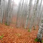 DISCOVER THE FOREST-8-WITH LUMIX GX7-CANSIGLIO/VENETO-ITALIA