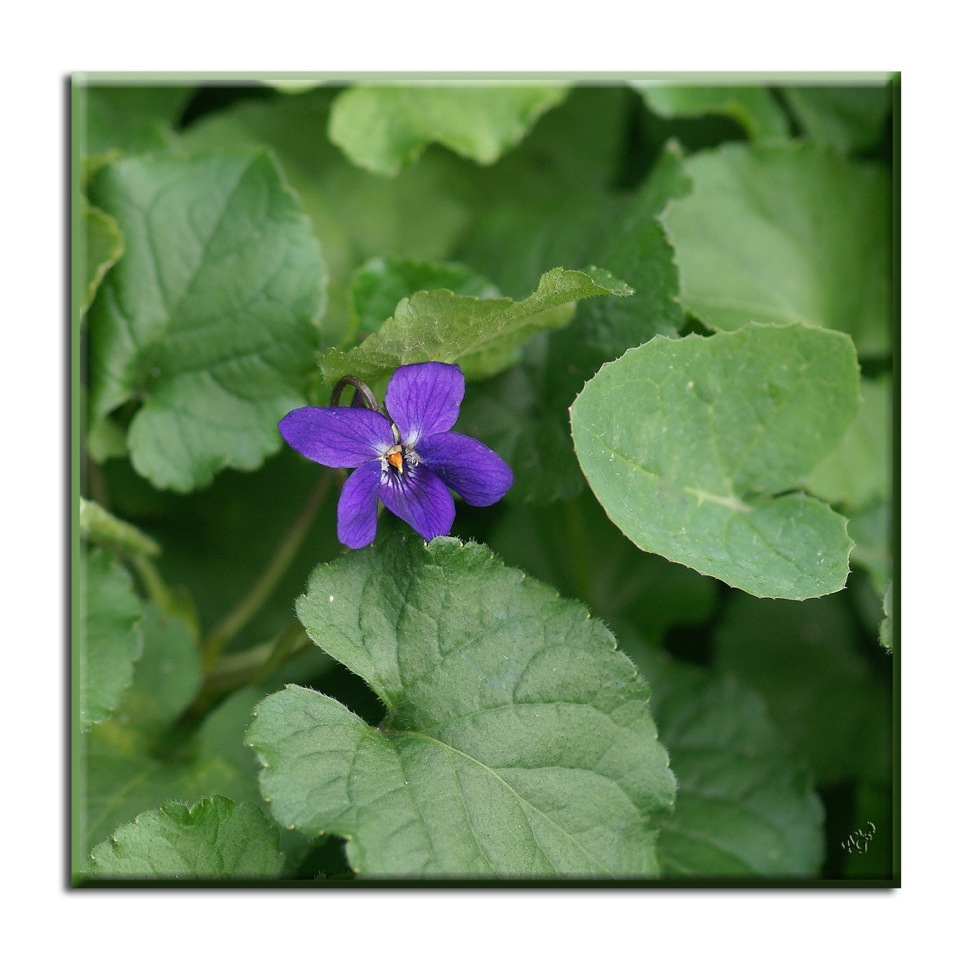 Discrète .... dans son écrin de verdure