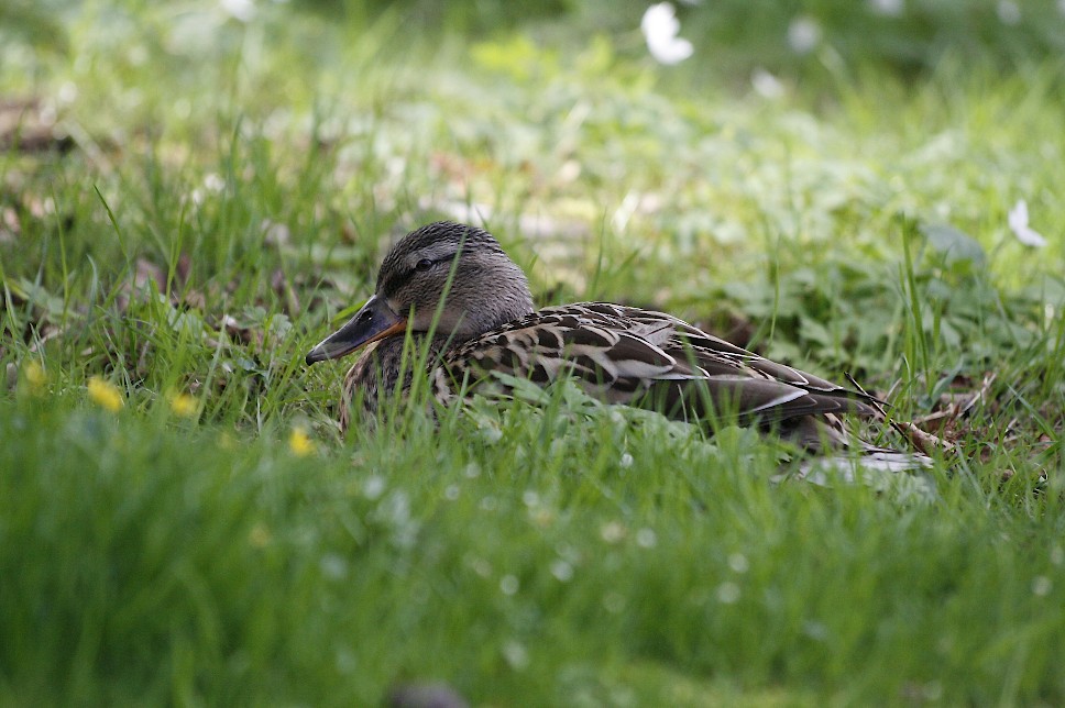 discrete la femelle colvert