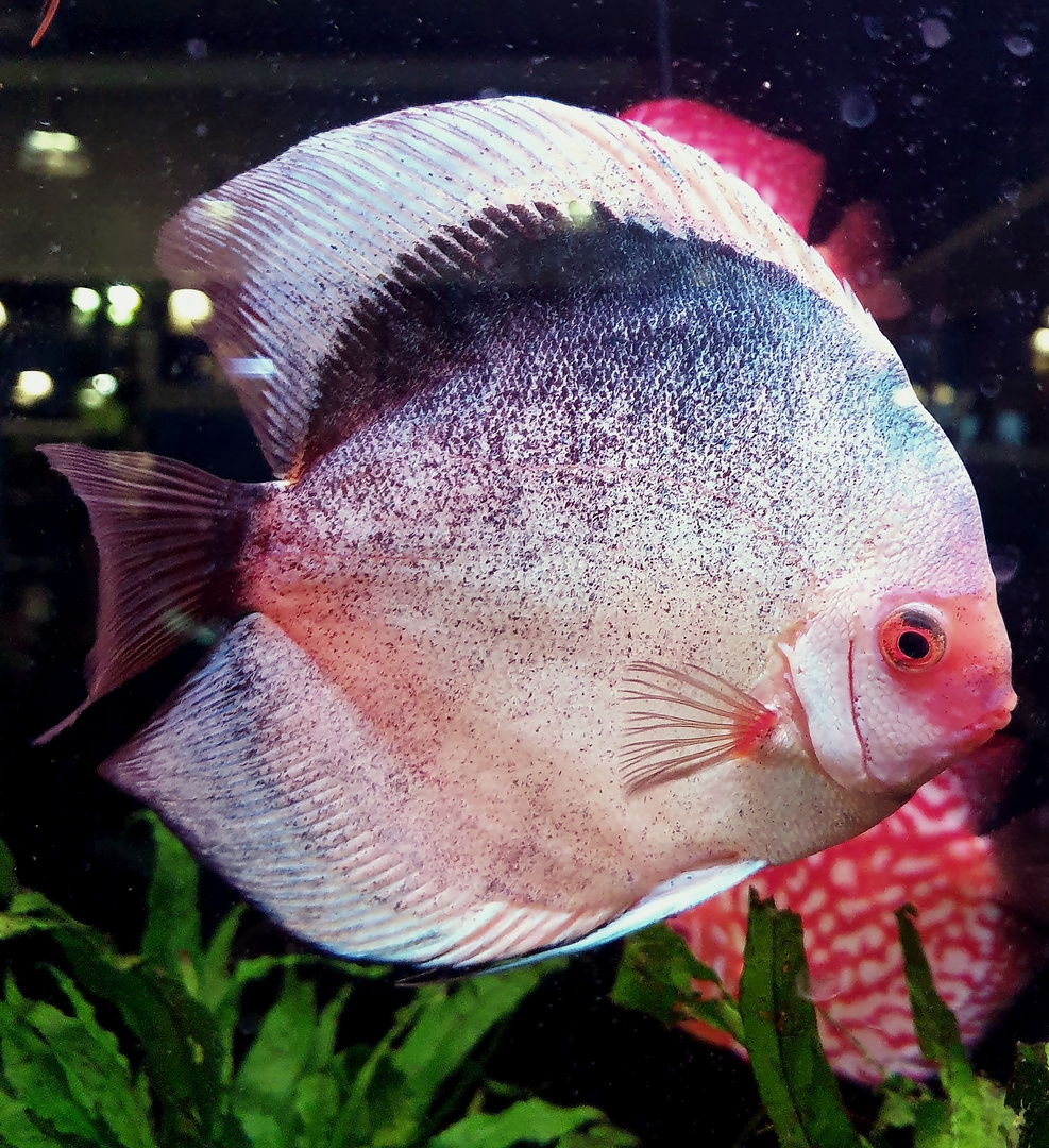  Discus