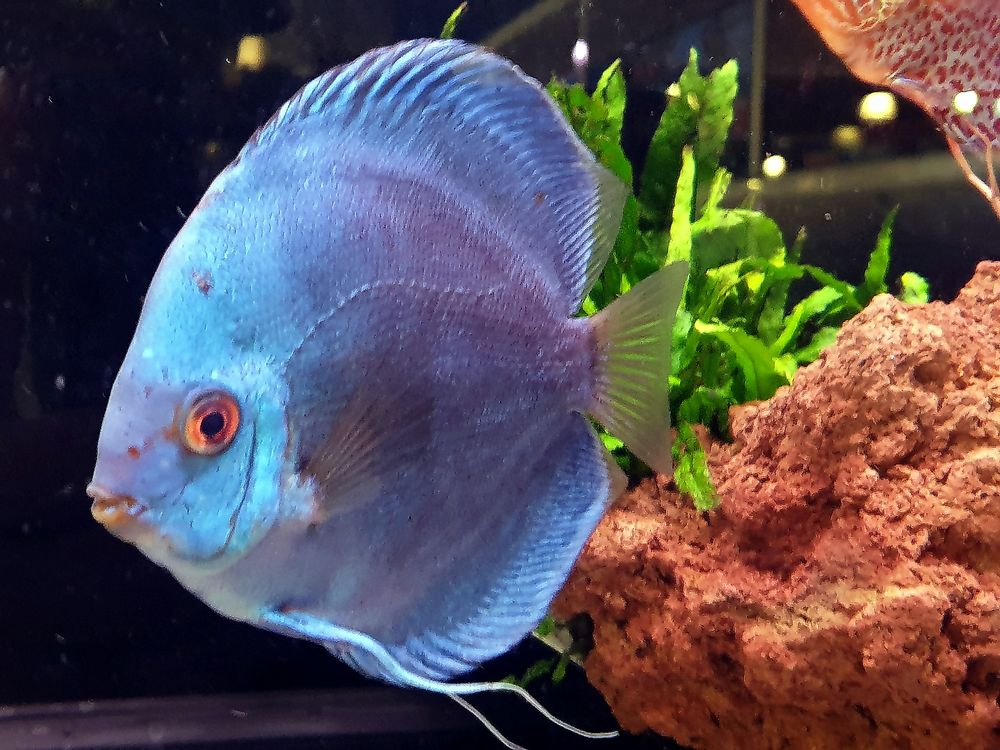 Discus 