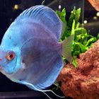 Discus 