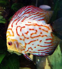 Discus 