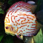 Discus 