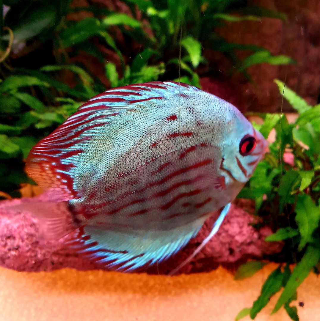 Discus 