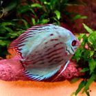 Discus 