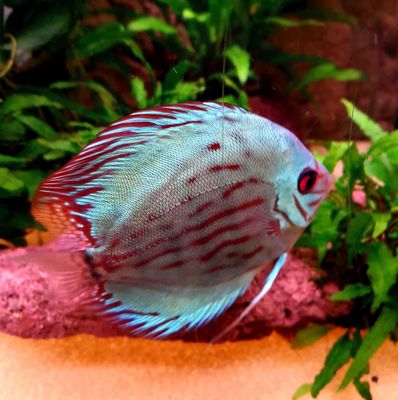 Discus 