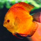 Discus