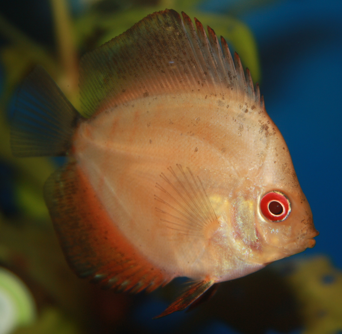 Discus