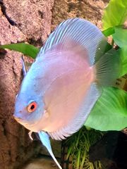 Discus