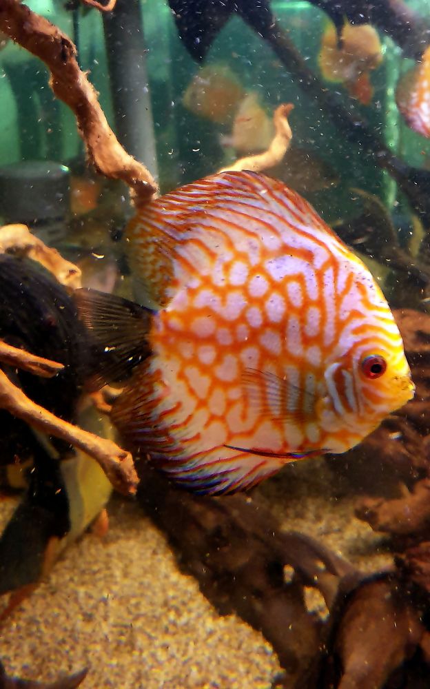 Discus